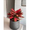 Aglaonema Cherry Baby 45 cm kamerplant